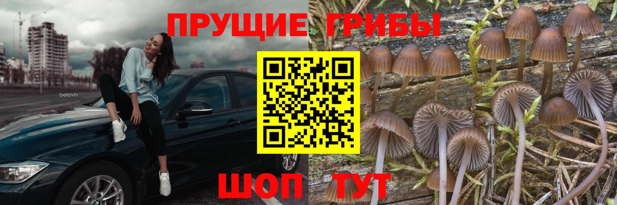 Галлюциногенные грибы прущие грибы Будённовск